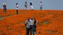 Karena curah hujan bersejarah pada musim dingin ini, bukit-bukit tersebut diselimuti oleh bunga-bunga yang bermekaran, mewarnai lanskap dengan warna oranye dan kuning. (AP Photo/Marcio Jose Sanchez)