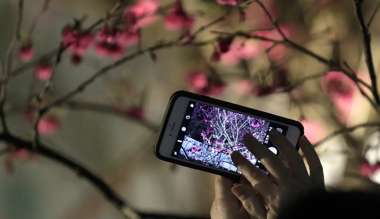 Memandangi Bunga Sakura pada Malam Hari di Taiwan - Foto Liputan6.com