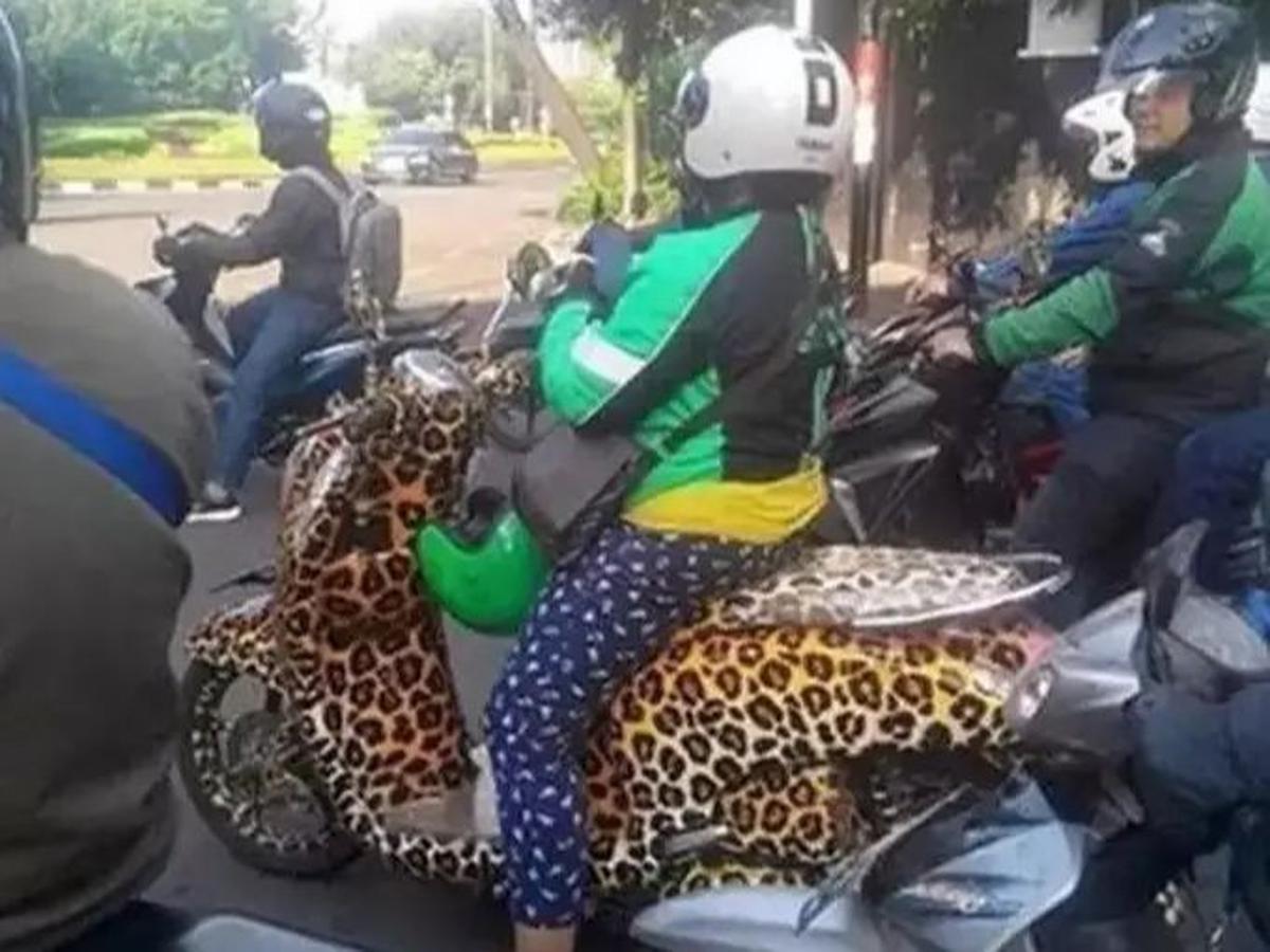 <b>Nih, Ada Macan Tutul di Jalan</b>