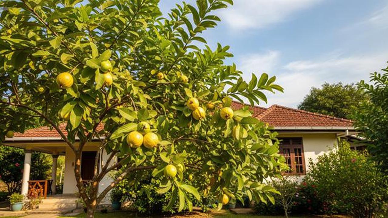 8 Jenis Pohon Buah Tahan Kemarau untuk Pekarangan Rumah, Tetap Panen di Musim Kering