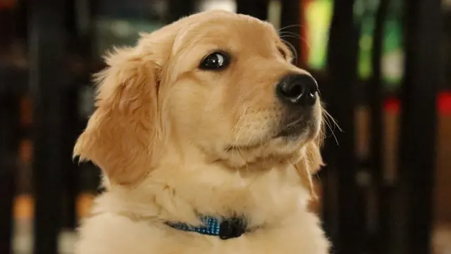 Golden Retriever