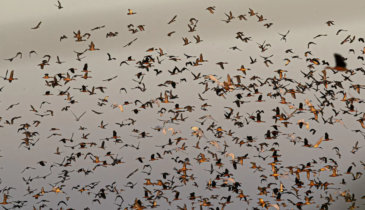 Burung migran terbang saat pembukaan kembali suaka margasatwa Pobitora di pinggiran Gauhati, India, Selasa (10/11/2020). Suaka yang terkenal dengan populasi badak bercula satu di India tersebut dibuka kembali setelah ditutup selama lebih dari 6 bulan akibat pandemi corona. (AP Photo/Anupam Nath)