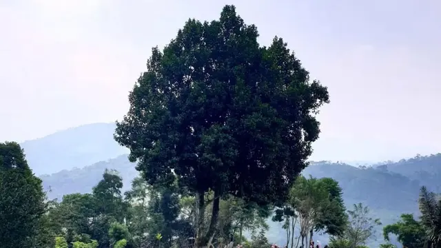 Cagar Budaya Gunung Padang
