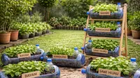Cara Membuat Kebun Galon Bekas Tanpa Modal Besar agar Tanaman Sehat dan Subur