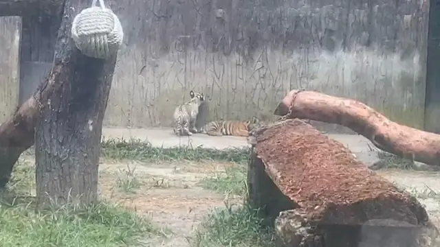Harimau Benggala
