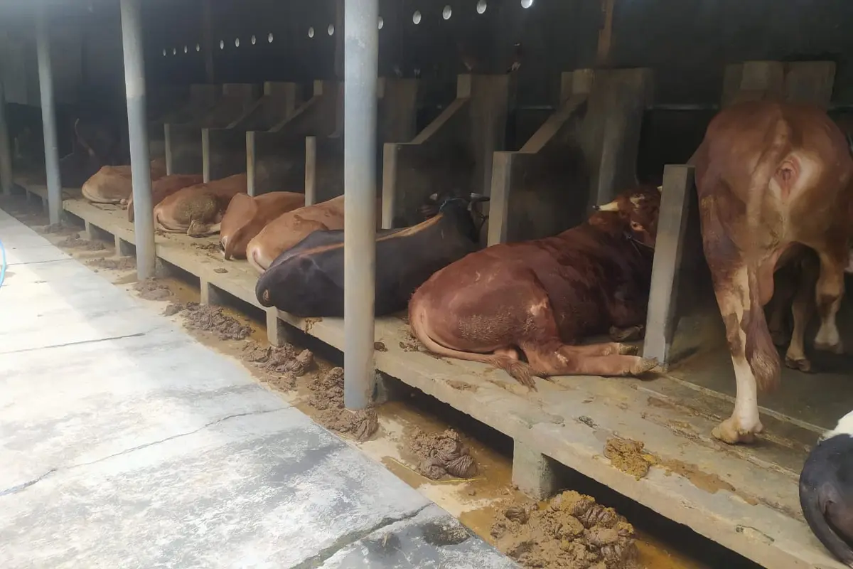 Deretan sapi milik petani di salah satu kandang ternak wilayah Garut, Jawa Barat.