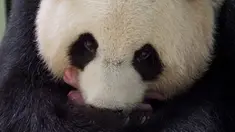 Panda raksasa Huan Huan bersama anak kembarnya yang baru dilahirkan berada dalam kandang di Beauval Zoo, Saint-Aignan-sur-Cher, Prancis, 1 Agustus 2021. Huan Huan yang berarti "Bahagia" dalam bahasa China adalah panda betina yang dipinjamkan China ke ZooParc de Beauval. (Guillaume SOUVANT/AFP)