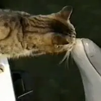 Lumba-lumba ini mencium kucing seperti tak ingin dipisah.