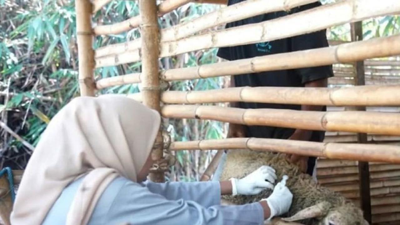 Fakta Unik: Kota Madiun Pertahankan Nol Kasus PMK, Vaksinasi Rutin Sapi & Kambing Jadi Kunci