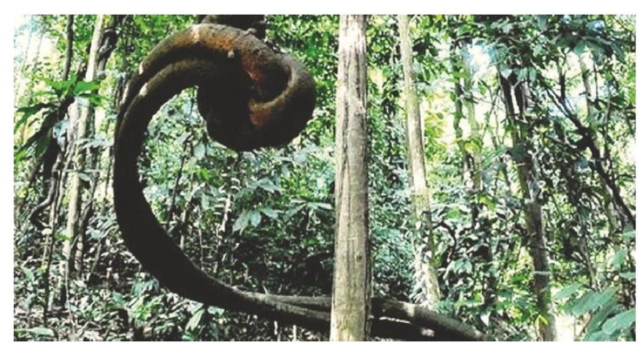 Akar bajakah, tanaman asli Kalimantan, kini ada dalam Madu Bajakah Borneo untuk memudahkan masyarakat dalam memanfaatkan khasiat akar bajakah.