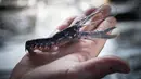 <p>Namun, menurut peneliti, ada lobster yang lebih langka yaitu lobster kuning dan albino. (Lou BENOIST/AFP)</p>