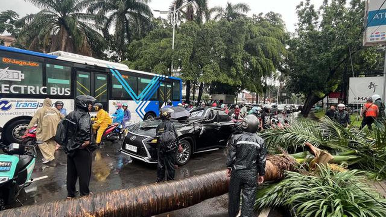 Cegah Insiden Pohon Tumbang, Pemprov DKI Gencarkan Peremajaan Pohon Tua di Jakarta