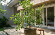 10 Pohon Buah Tabulampot yang Cepat Berbuah untuk Rumah di Kota, Solusi Berkebun di  Lahan Terbatas