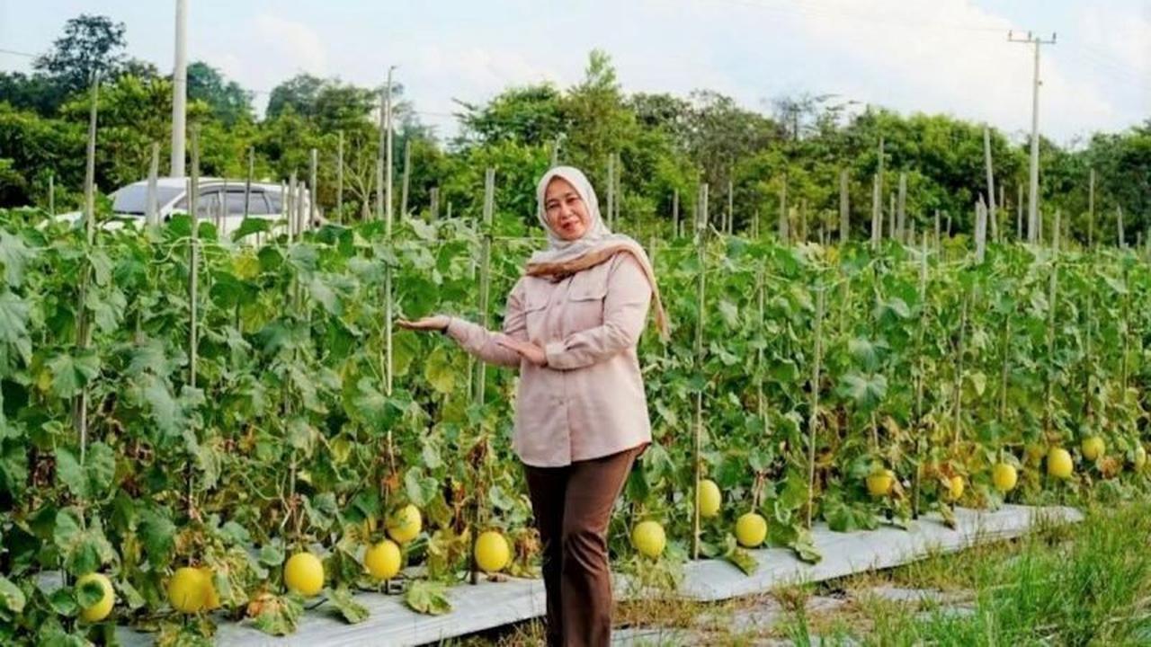TP PKK Barito Utara Dorong Pengembangan Golden Melon, Optimalkan Potensi Lokal Petani