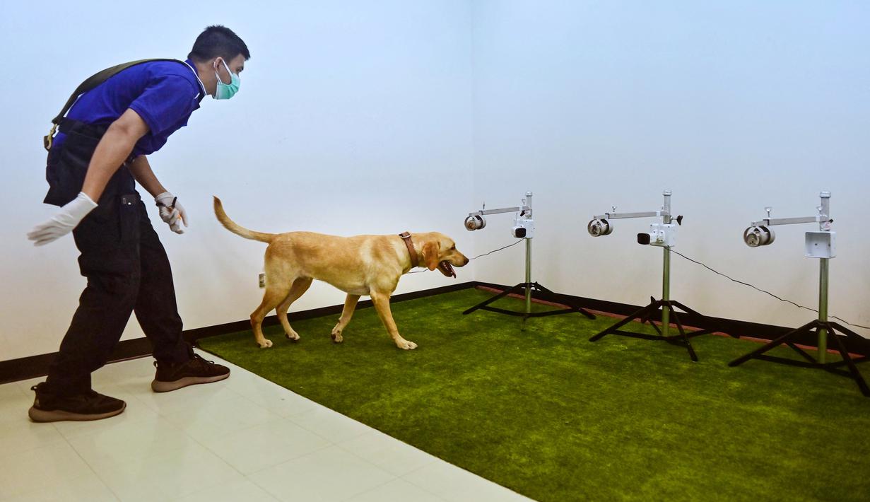 Anjing labrador retriever diberi hadiah saat tes mengendus Covid-19 dari sampel keringat di Universitas Chulalongkorn di Bangkok pada 21 Mei 2021. Ratusan sampel keringat penderita Covid-19 dikumpulkan mulai dari yang tidak bergejala sampai yang harus dirawat di rumah sakit (Lillian SUWANRUMPHA/AFP)