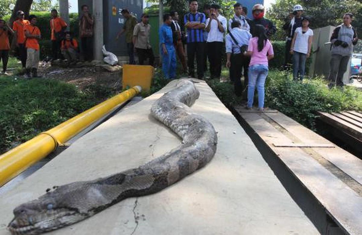 Ular sanca 6 meter ditemukan di Jalan Jenderal Sudirman
