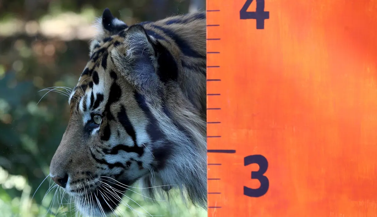 Harimau Sumatera saat akan menjalani pengukuran di Kebun Binatang London, Inggris, Rabu (24/8). Harimau Sumatera merupakan sub-spesies yang terkecil dan hanya ditemukan di Pulau Sumatera. (REUTERS / Neil Balai)