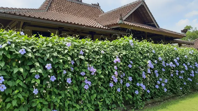 Thunbergia (Thunbergia grandiflora) untuk Pagar
