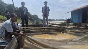 Puluhan Ton Ikan Keramba Mati Akibat Dugaan Pencemaran Sungai Batanghari