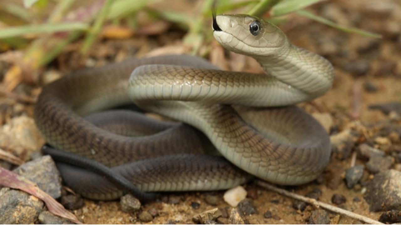 Ular Black Mamba