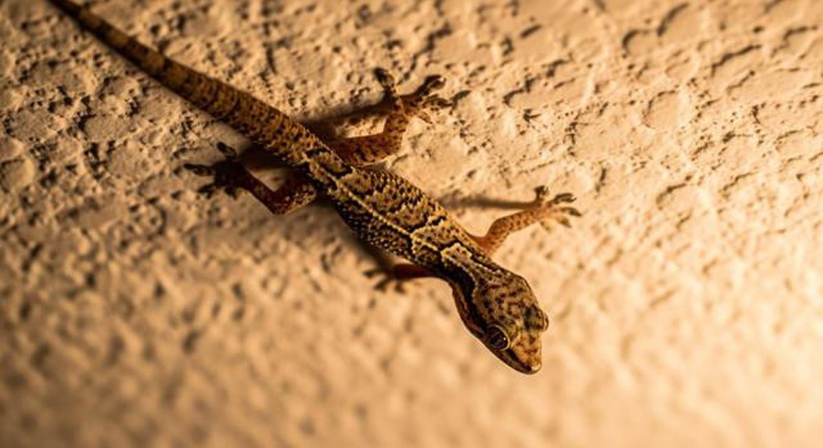 10 Tanda Rumah Kotor Banyak Cicak, Jangan Diabaikan