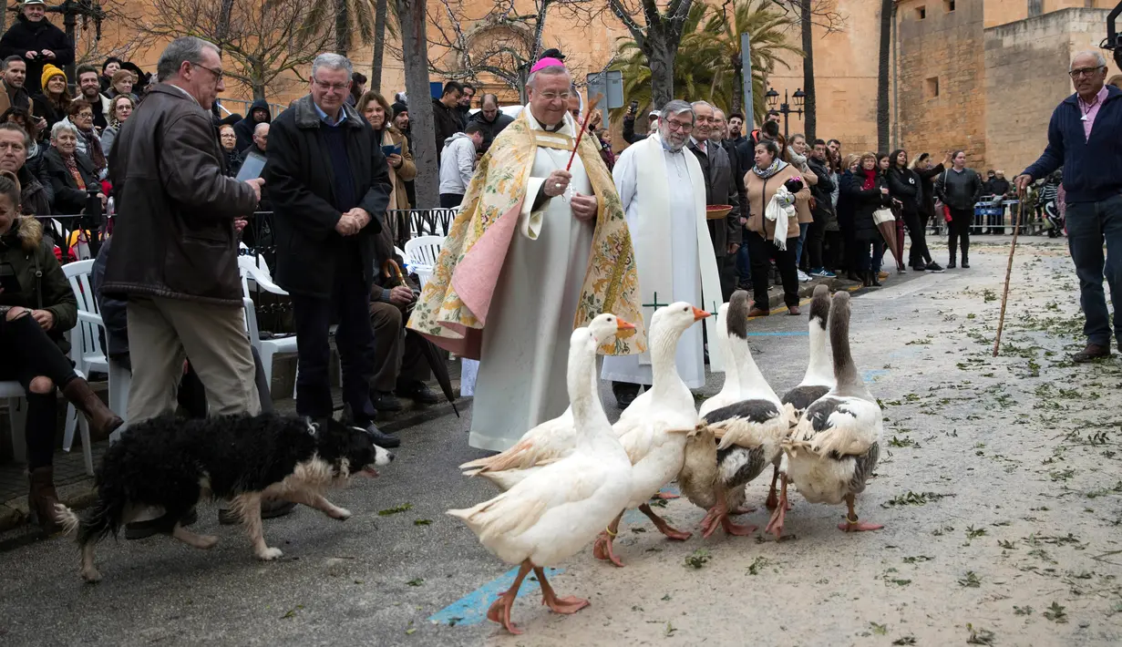 Sekawanan angsa diberkati selama upacara tradisional 'Beneides' pada peringatan Hari santo Antonius di Muro, pulau Balearic Spanyol, Kamis (17/1). Pada perayaan tahunan itu, para pemilik membawa hewan peliharaan untuk diberkati pastor. (JAIME REINA/AFP)