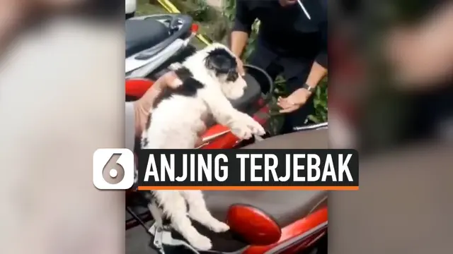 ANAK ANJING TERJEBAK DI JOK MOTOR SITAAN RAZIA BALAP LIAR