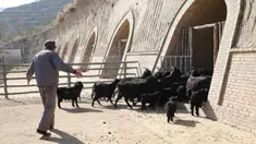Staf menggiring kambing ke dalam kandang di peternakan milik koperasi pembiakan kambing hitam di Desa Wangwan, wilayah Zhenyuan di Provinsi Gansu, China, 21 Januari 2021. Wilayah Zhenyuan mengubah gua tempat tinggal yang ditelantarkan menjadi kandang kambing beberapa tahun terakhir. (Xinhua/Ma Sha)