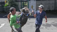 Petugas bersiap menyembelih sapi kurban di Masjid Sunda Kelapa, Jakarta, Rabu (27/5/2026). (merdeka.com/Arie Basuki)