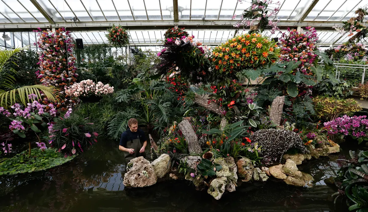 Tom Forshaw, seorang magang Hortikultura, menata tanaman anggrek selama pratinjau pers festival anggrek di Kew Gardens, London, Kamis (7/2). Festival yang memamerkan keanekaragaman hayati itu dibuka untuk umum mulai 9 Februari 2019. (AP/Alastair Grant)
