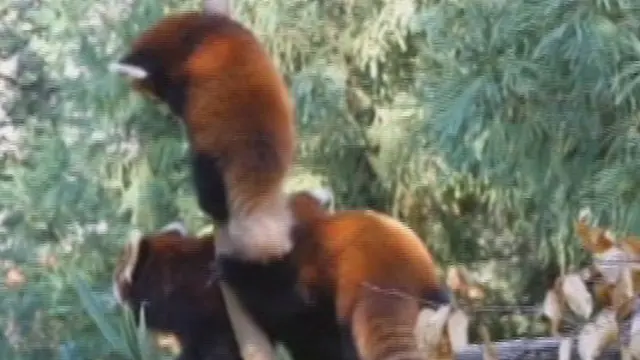 Lincahnya 4 Panda Merah yang Terancam Punah ini