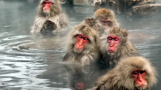 6 Sumber Air Panas Paling Cantik di Dunia