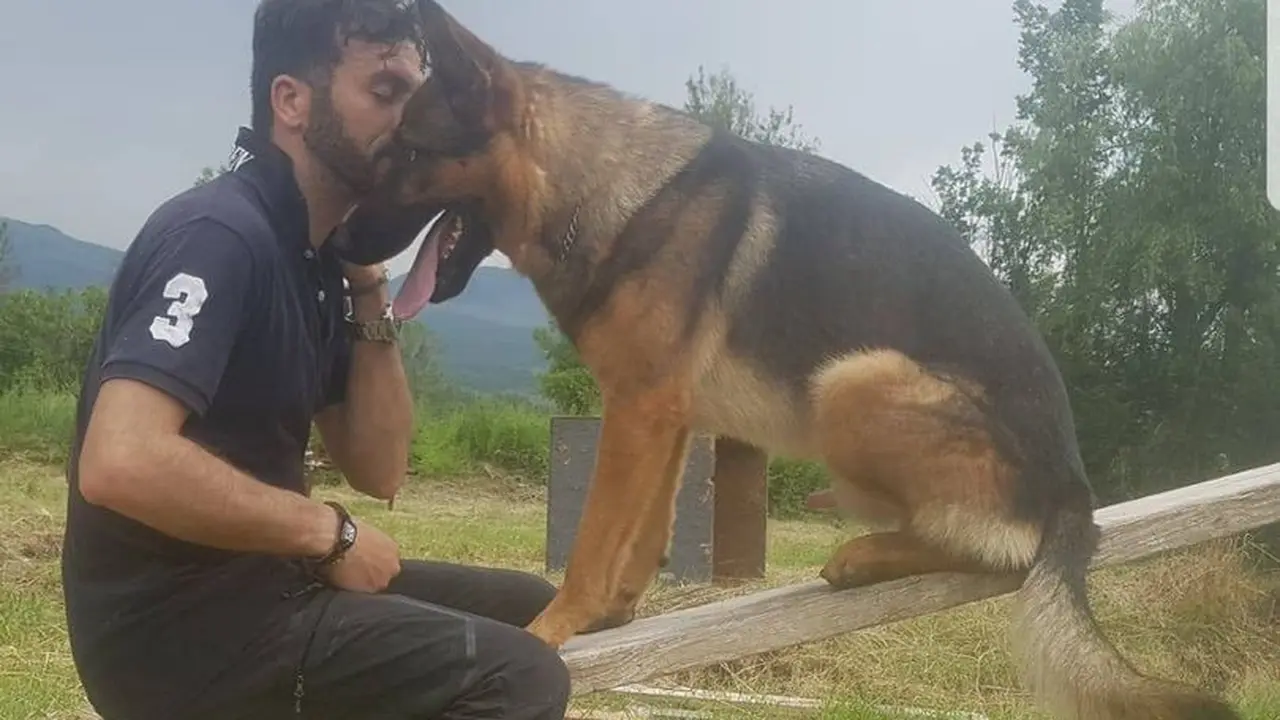 Kaos, anjing ras German Sheperd yang dianggap pahlawan di Italia, karena telah membantu menyelamatkan ratusan korban gempa maut (AFP)