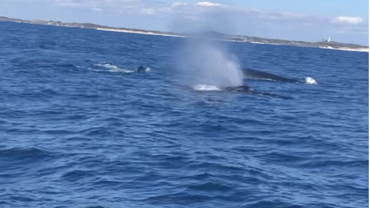 Paus bungkuk di perairan Rottnest Island, Australia Barat