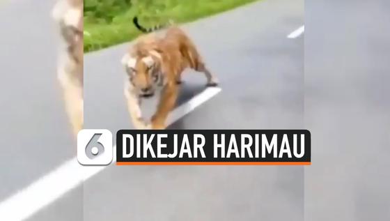 VIDEO: Detik-Detik Pengendara Motor Dikejar Harimau