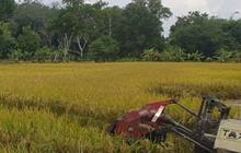 Pemerintah Tetapkan 2,75 Juta Ha Lahan Sawah Dilindungi di 12 Provinsi