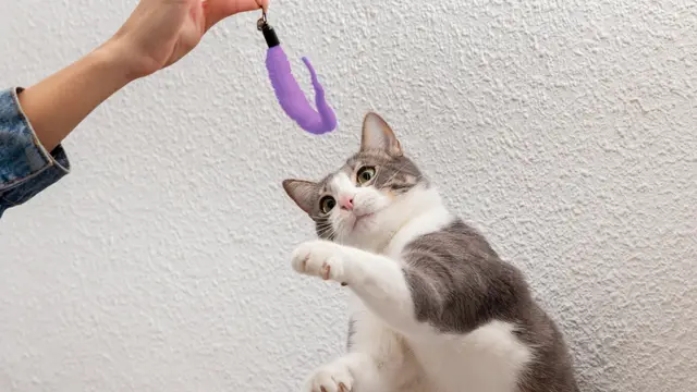 Cat Playing