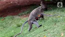 Monyet ekor panjang (Macaca Fascicularis) membawa buah yang dilemparkan warga di kawasan Suaka Margasatwa Muara Angke, Penjaringan, Jakarta, Sabtu (29/5/2021). Meski sudah ada larangan, namun pemberian makanan oleh warga kepada monyet ekor panjang masih terlihat. (Liputan6.com/Helmi Fithriansyah)