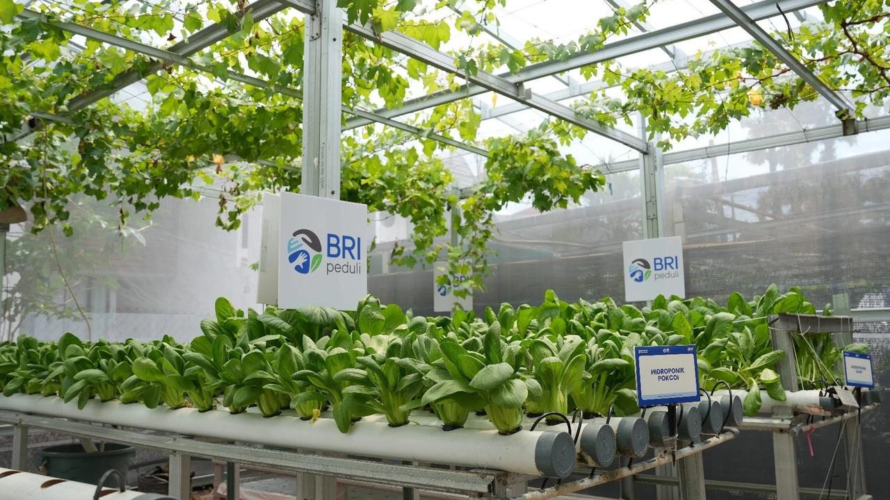 Kisah Inspiratif KWT Buaran Citra Lestari Manfaatkan Lahan Sempit untuk Tanaman Produktif