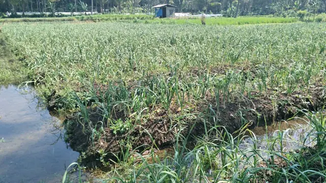Target Mandiri Bawang Putih 2021, Banyuwangi Mantapkan Langkah Sebagai Sentra Bawang Putih