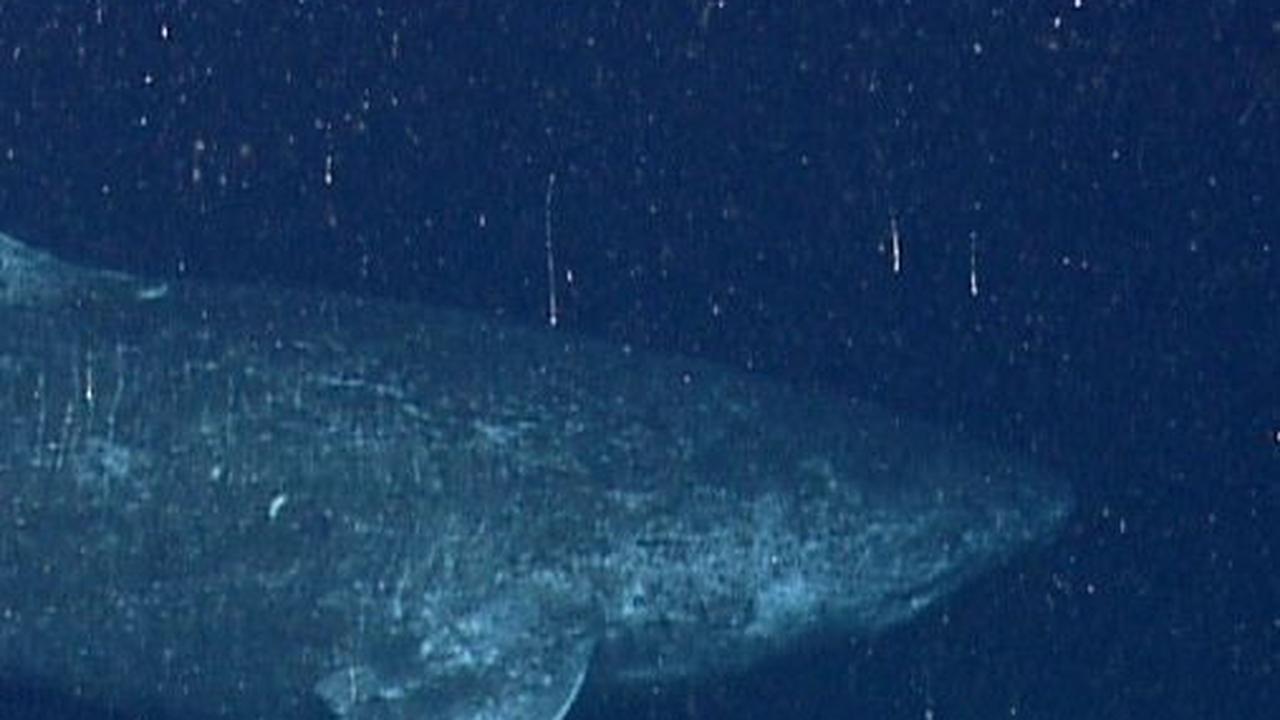 10 Jenis Hiu Laut Dalam, Tak Pernah ke Permukaan dan Sangat Primitif