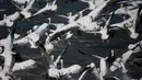 Sejumlah pelikan terbang di atas waduk Mishmar HaSharon, Israel saat bermigrasi ke Afrika, 17 Oktober 2017. Ribuan pelikan mampir ke Israel saat perjalanan dari Eropa menuju Afrika untuk beradaptasi selama musim dingin. (AP/Ariel Schalit)