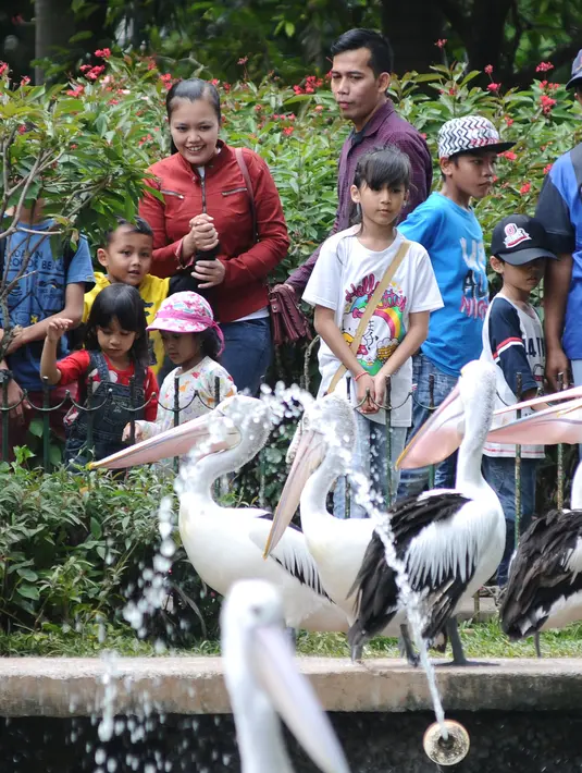 Pengunjung melihat Pelikan Timor di kawasan Kebun Binatang Ragunan, Jakarta, Selasa (26/12). Libur cuti bersama perayaan Natal 2017 dimanfaatkan warga untuk berekreasi di Kebun Binatang Ragunan Jakarta. (Liputan6.com/Helmi Fithriansyah)