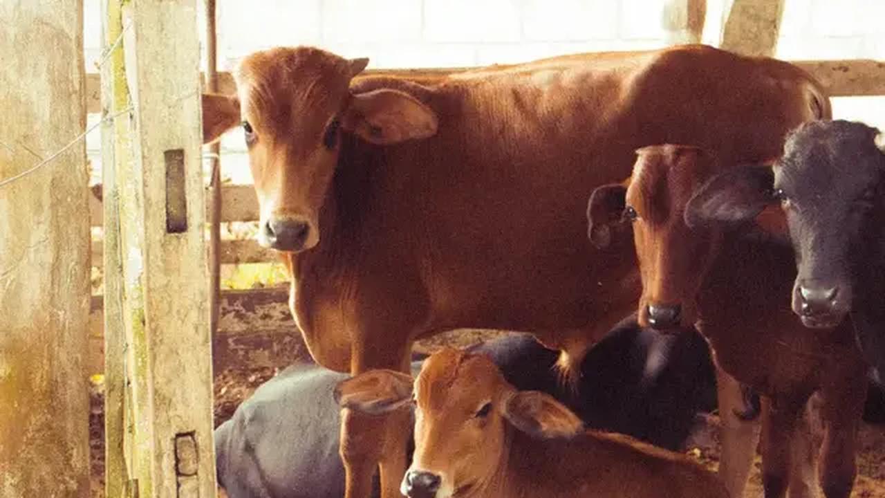 Tjandra meminta masyarakat tidak mengonsumsi daging dari hewan yang sudah terkonfirmasi terpapar antraks.
