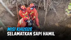 Seekor sapi terperosok dan terjebak di dalam sebuah sumur dalam. Perhatikan, begini cara petugas penyelamat mengeluarkan hewan tersebut sampai selamat.