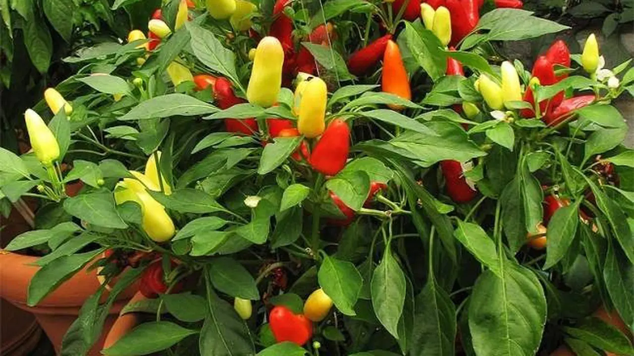 6 Cara Menanam Cabe Sendiri di Rumah dengan Mudah dan Pasti Berbuah