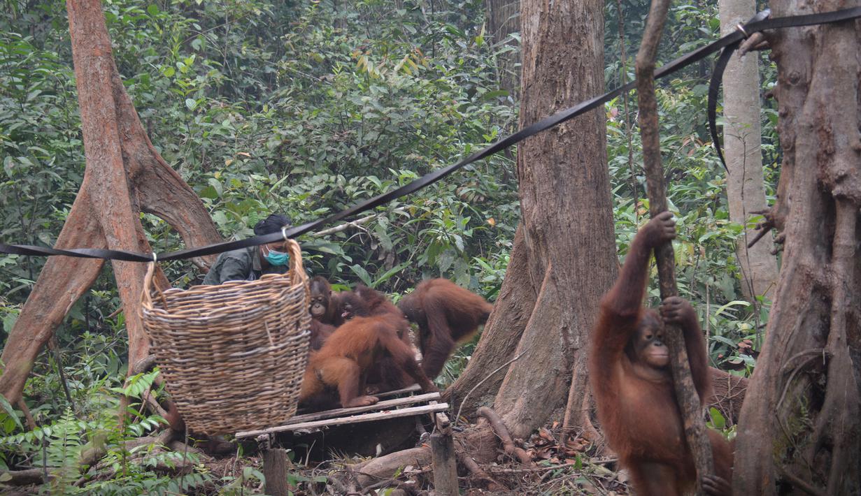 Aktivitas orangutan di pusat rehabilitasi Nyaru Menteng, Kalimantan Tengah, Selasa (17/9/2019). Belasan orangutan yang terserang infeksi saluran pernapasan akut (ISPA) mulai dari dewasa hingga balita. (Handout/Borneo Orangutan Survival Foundation/AFP)