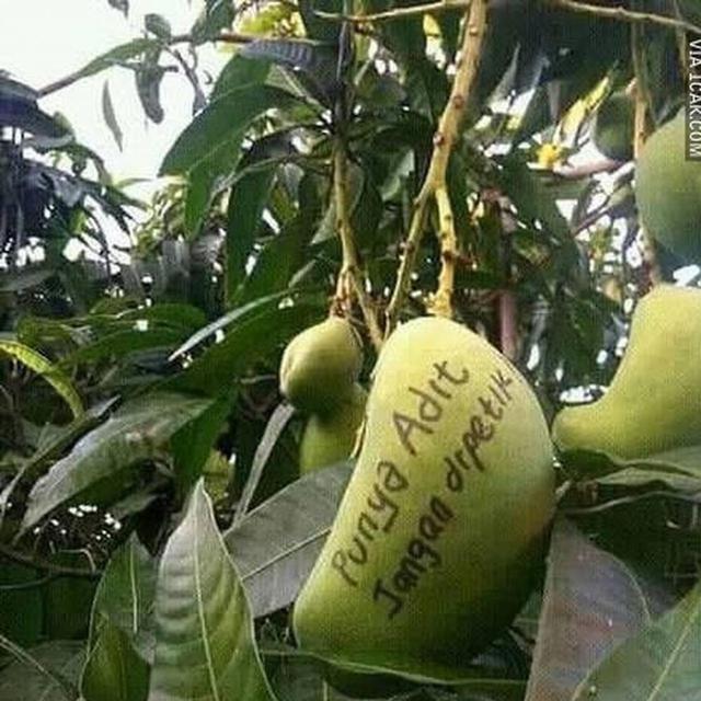 6 Potret Cara Nyeleneh Amankan Buah di Pohon Ini Bikin Ngakak