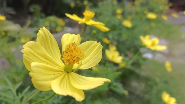 Hasil foto menggunakan efek bokeh pada Vivo V23e (Liputan6.com/Giovani Dio Prasasti)