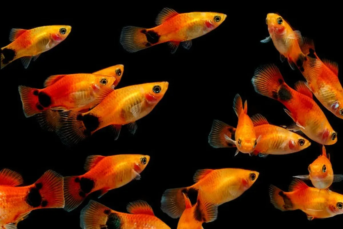 Ikan molly
